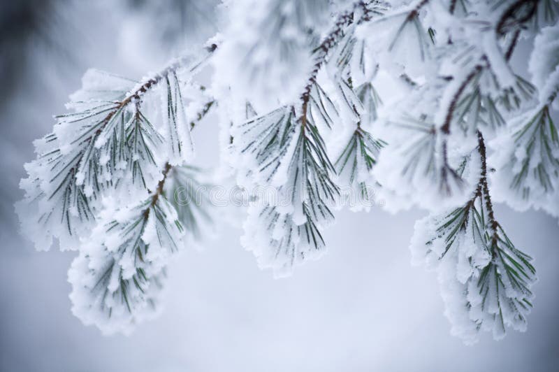 Dettagli di neve a stelo foglie in inverno scena.