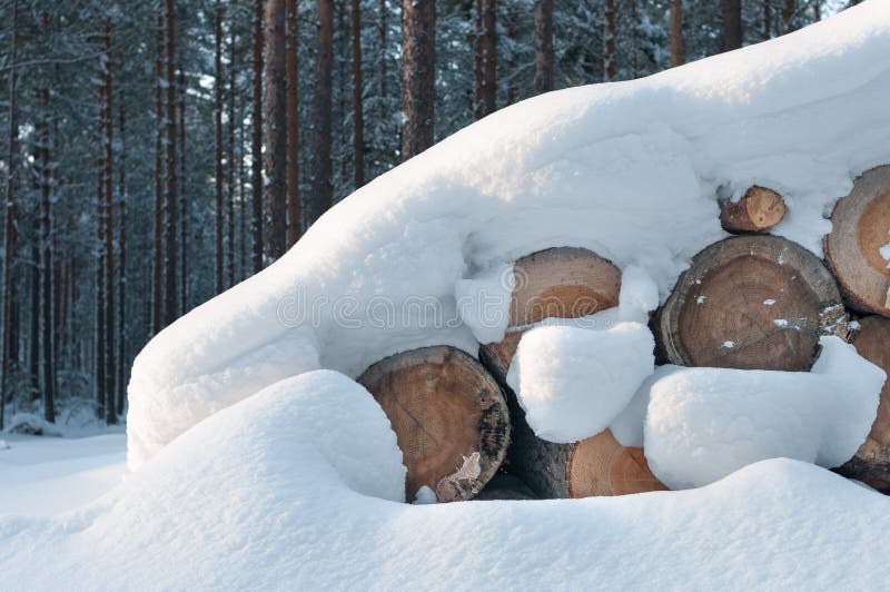 Snow covered log pile