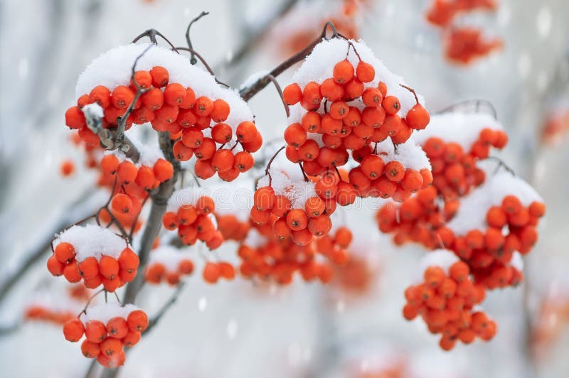 Snow-covered mountain ash stock image. Image of drop - 61033135