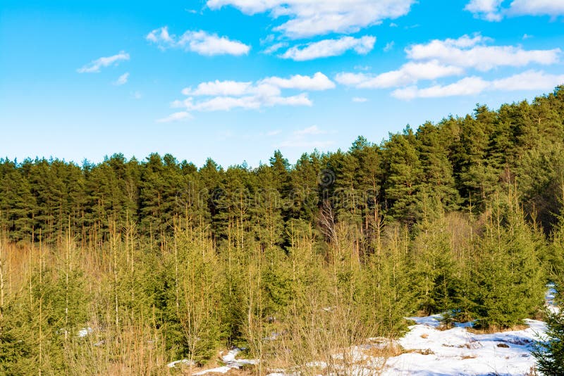 Snow-covered mountainside with growing pines and small firs, sunny spring day with blue sky with clouds