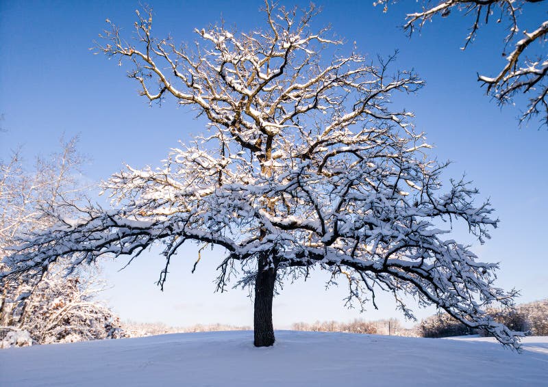 Snow Covered Oak Tree on a Cold Winter Day in Wisconsin Stock Image