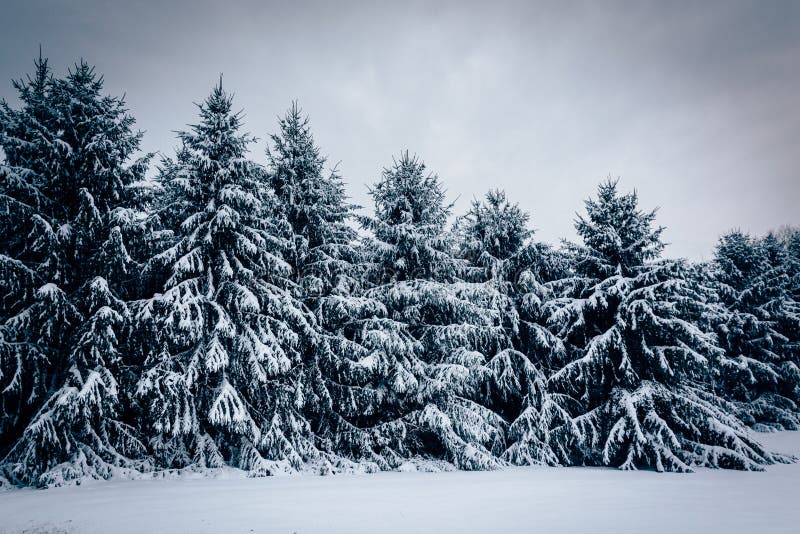 Snow Covered Pine Trees In Rural Carroll County, Maryland ...