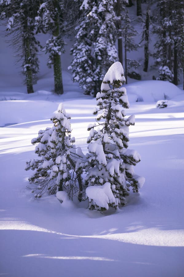 Snow covered pines