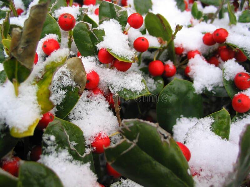 Coperta di neve bush con vivaci bacche rosse.