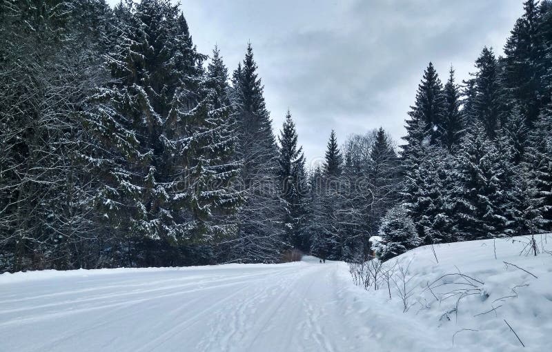 Snow-covered road among coniferous forest