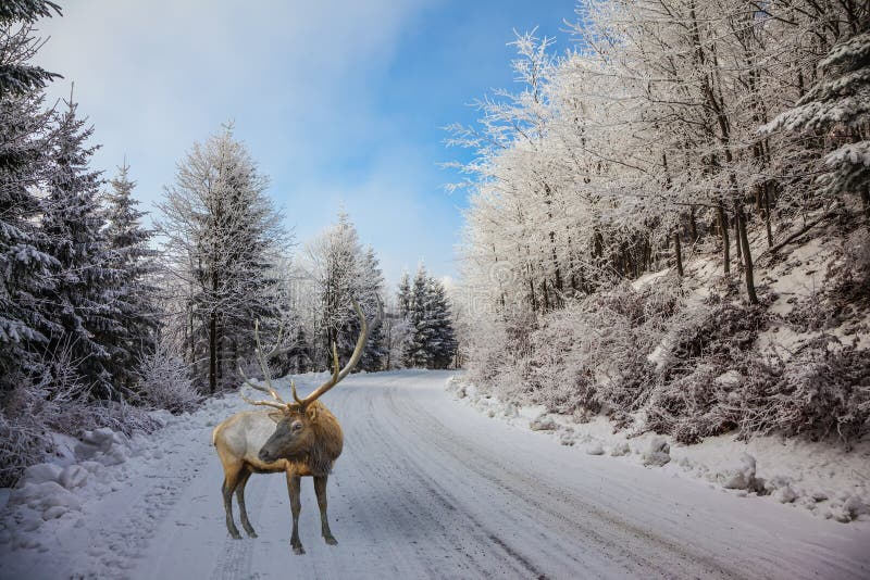 The snow-covered road and red deer royalty free stock image The snow-covered road and red deer royalty free stock image