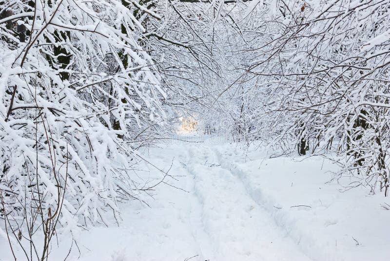 Snow-covered road in winter forest.