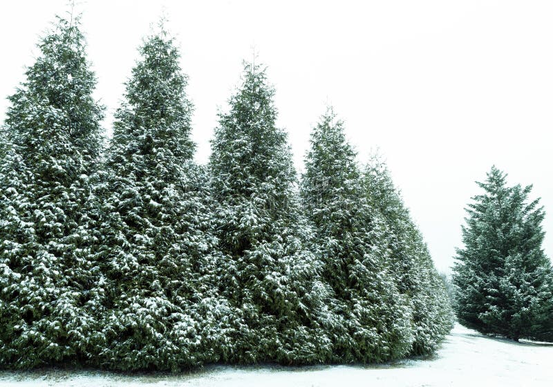 Snow covered row of trees