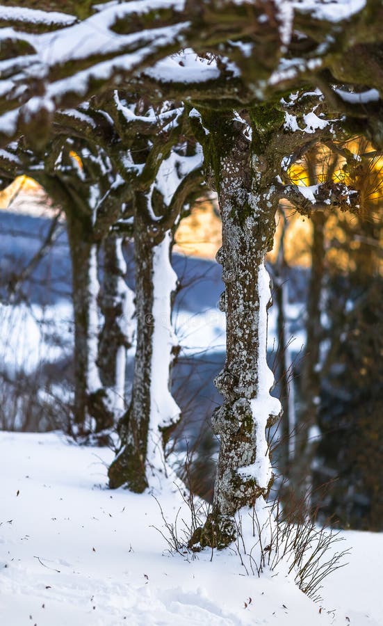 Zasnežené radmi stromov počas západu slnka krásne biele zimné scenérie, malou hĺbkou ostrosti.
