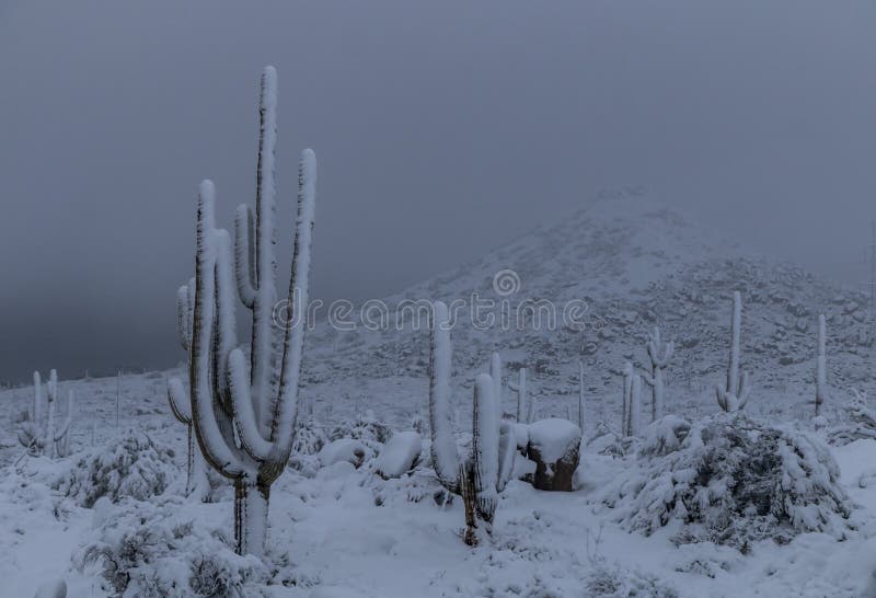 Stunning Snow Covered Saguaro Cactus in Arizona