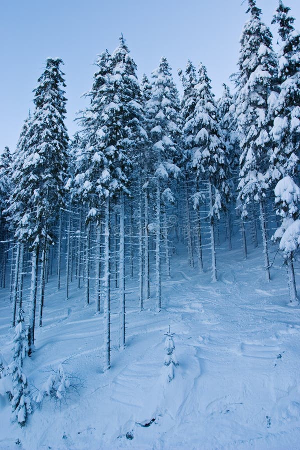 Snow-covered spruce forest