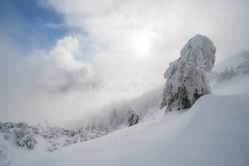 Snow covered spruce trees under Salatin peak during winter evening