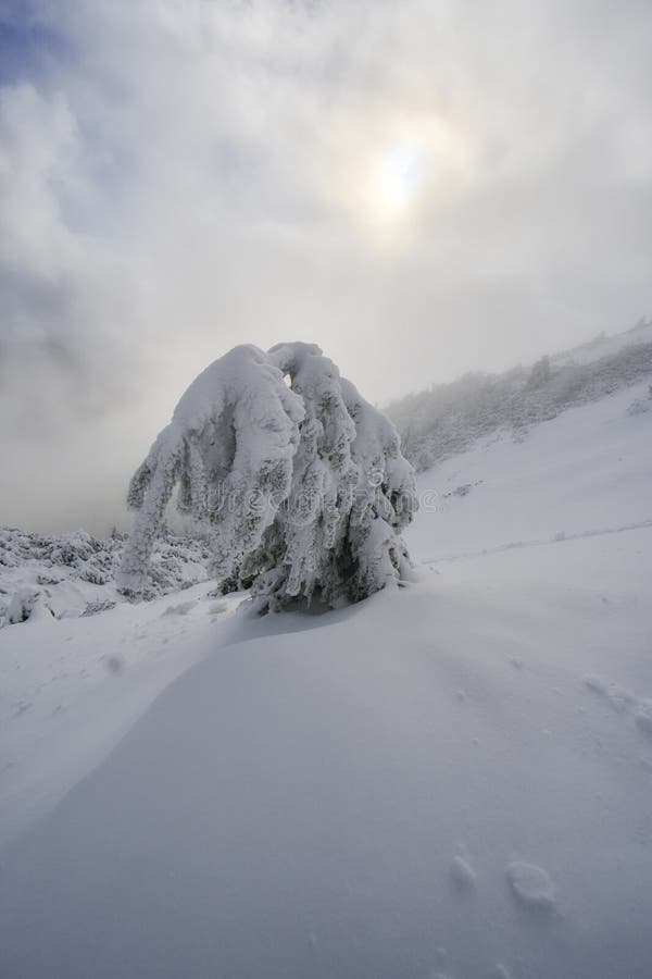 Snow covered spruce trees under Salatin peak during winter evening