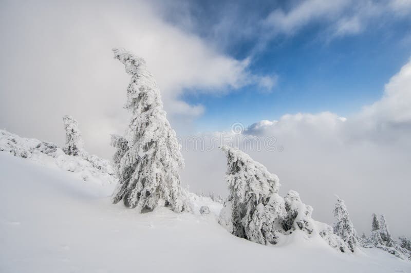 Snow covered spruce trees under Salatin peak during winter evening