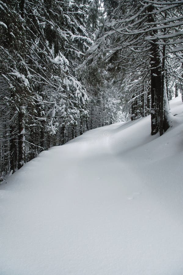 Snow-covered spruces