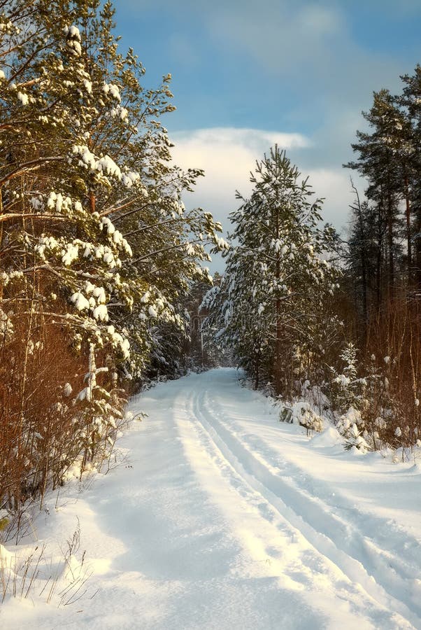 Snow-covered Straße, die im Winterholz verlässt lizenzfreies stockbild Snow-covered Straße, die im Winterholz verlässt lizenzfreies stockbild