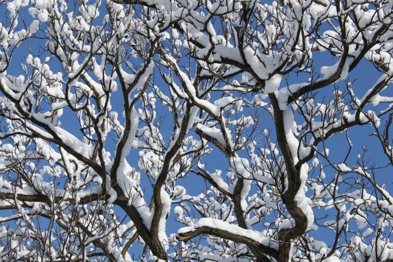 Sneeuwbedekte takken van een grote boom stock foto