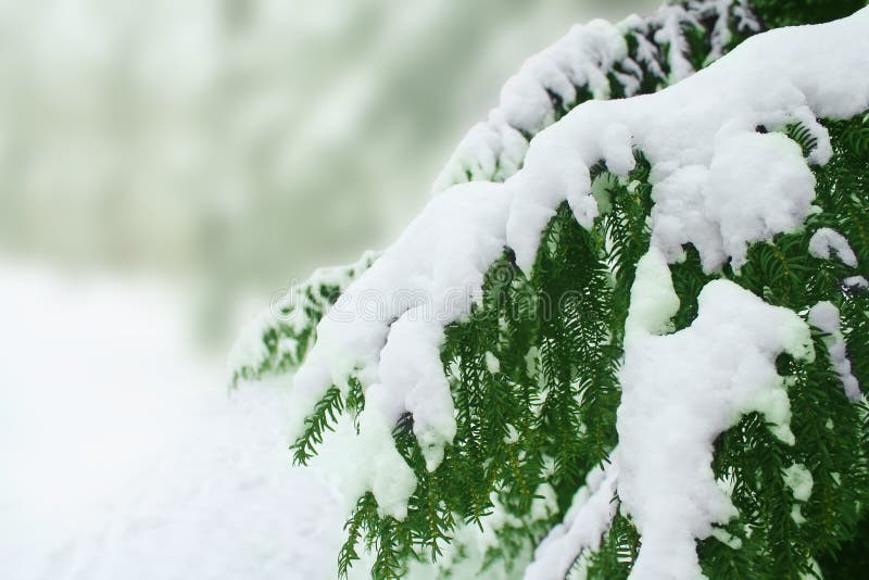 Snow covered tree stock photos