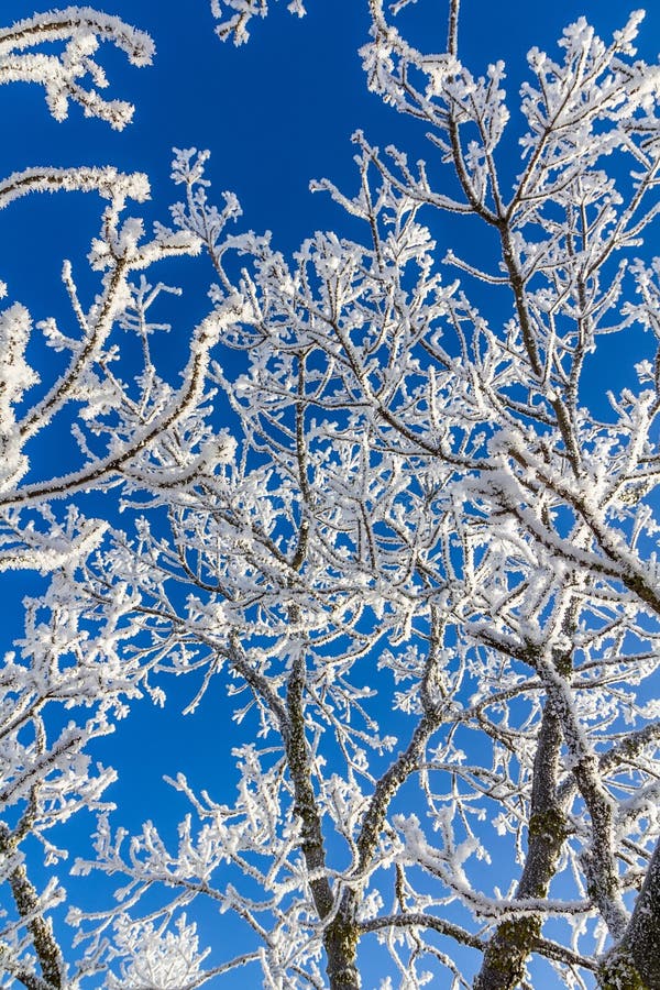 Snow-covered tree branches