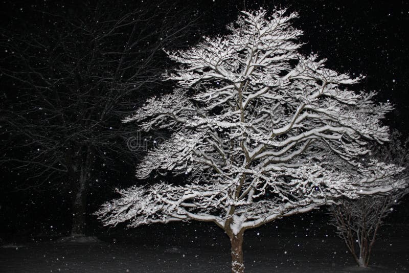 Snow Covered Tree Branches Illuminated Against Black of Night