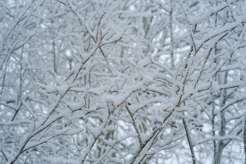 Snow-covered tree branches