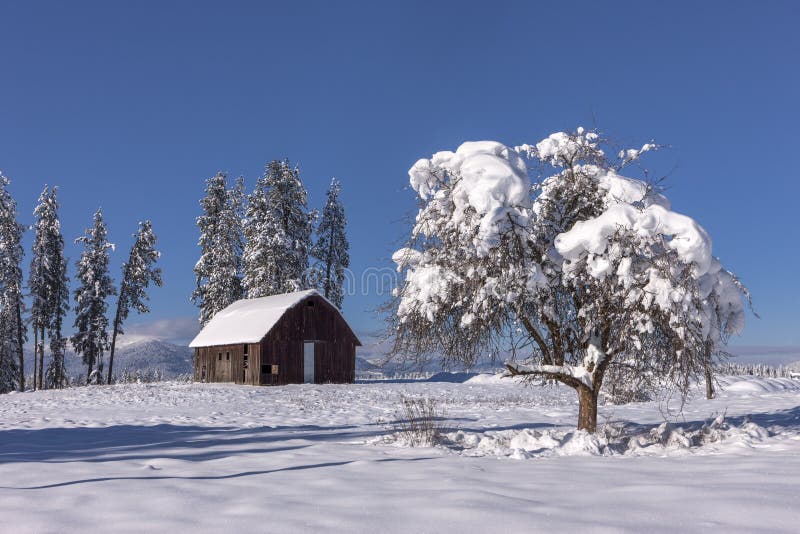 Snow covered tree in foreground. stock photos