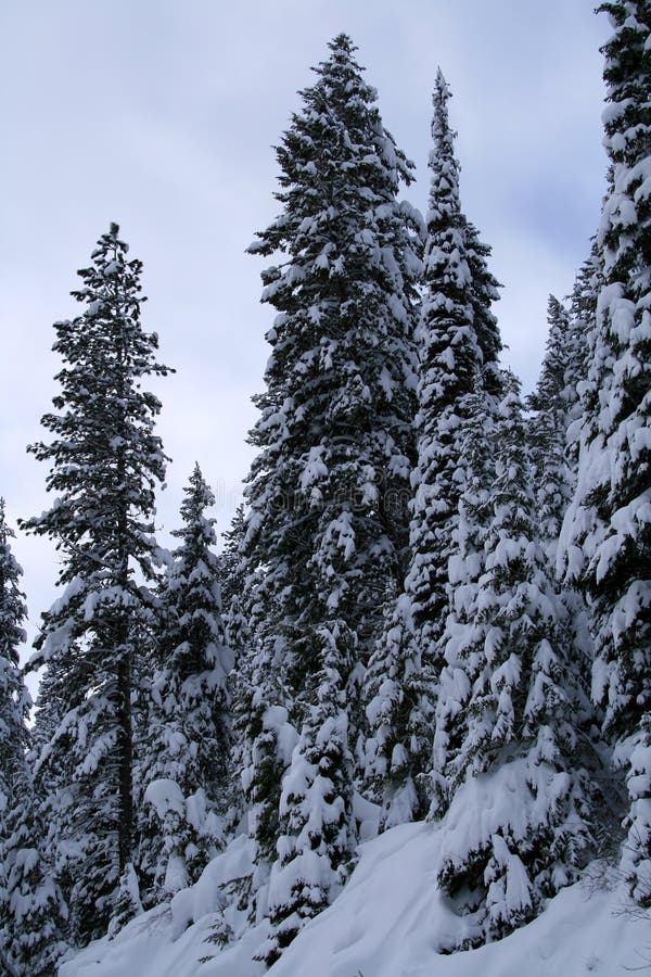 Snow Covered Trees 12