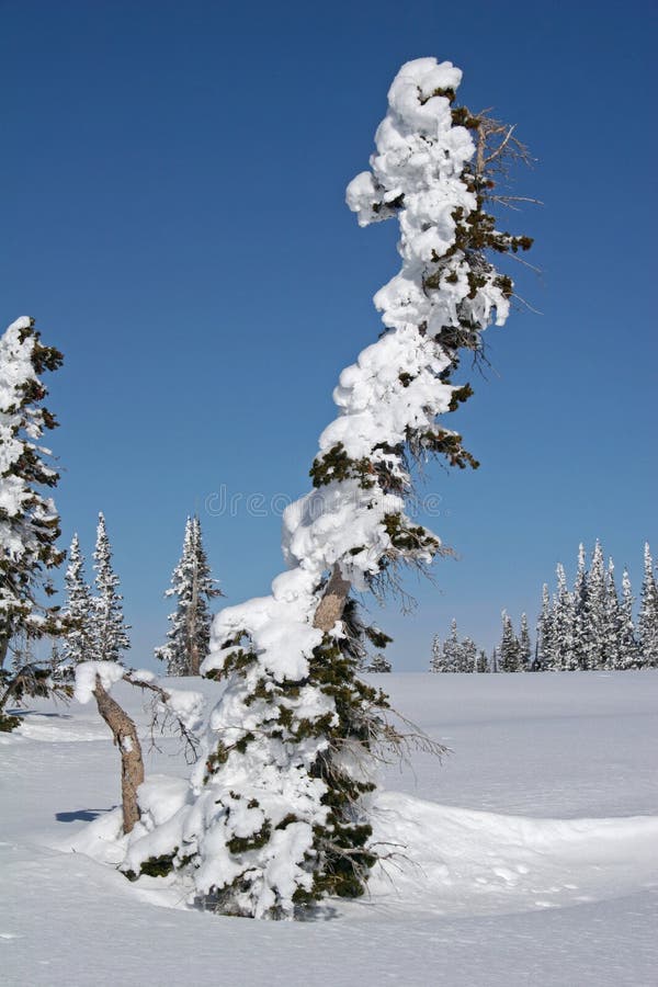 Snow covered trees