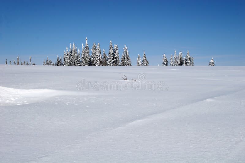 Snow covered trees