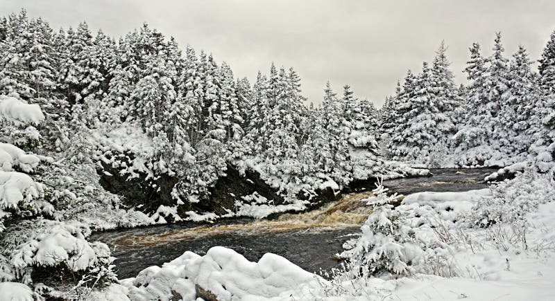 Snow covered trees in Canada