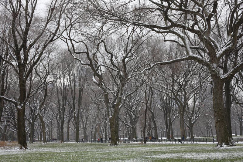 Snow covered trees and lawn in Central Park