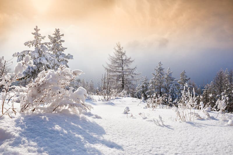 Snow covered trees in the mountains