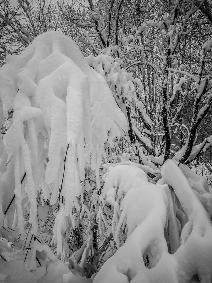 Snow Covered Trees in the North Carolina Mountains during Winter Stock
