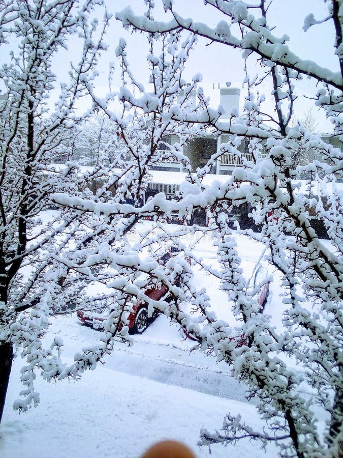 Snow Covered Trees, West Jordan, Utah Stock Photo - Image of west ...