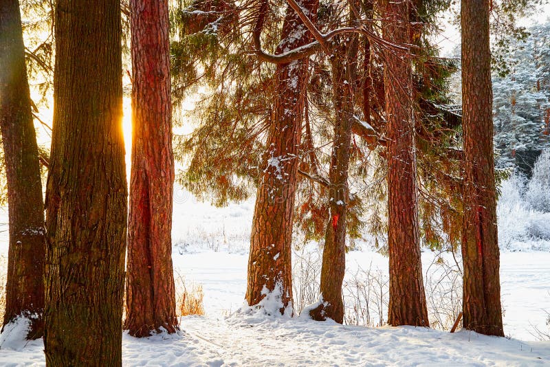 Snow covered trees in a winter forest. Red trunks of pine trees