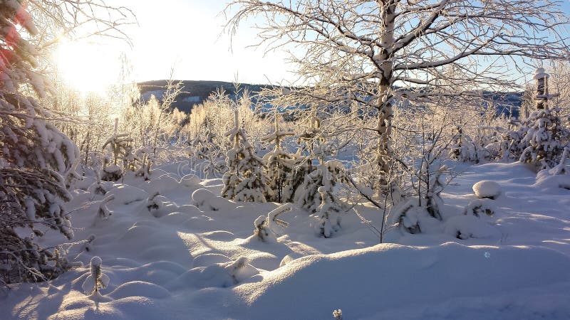 Snow covered trees in the winter forest