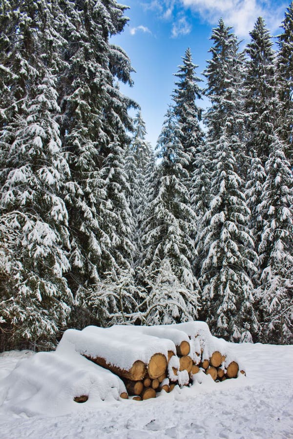 Snow covered trees in winter landcsape with a large tree trunks background. Tree landcsape stock images, royalty-free photos and pictures