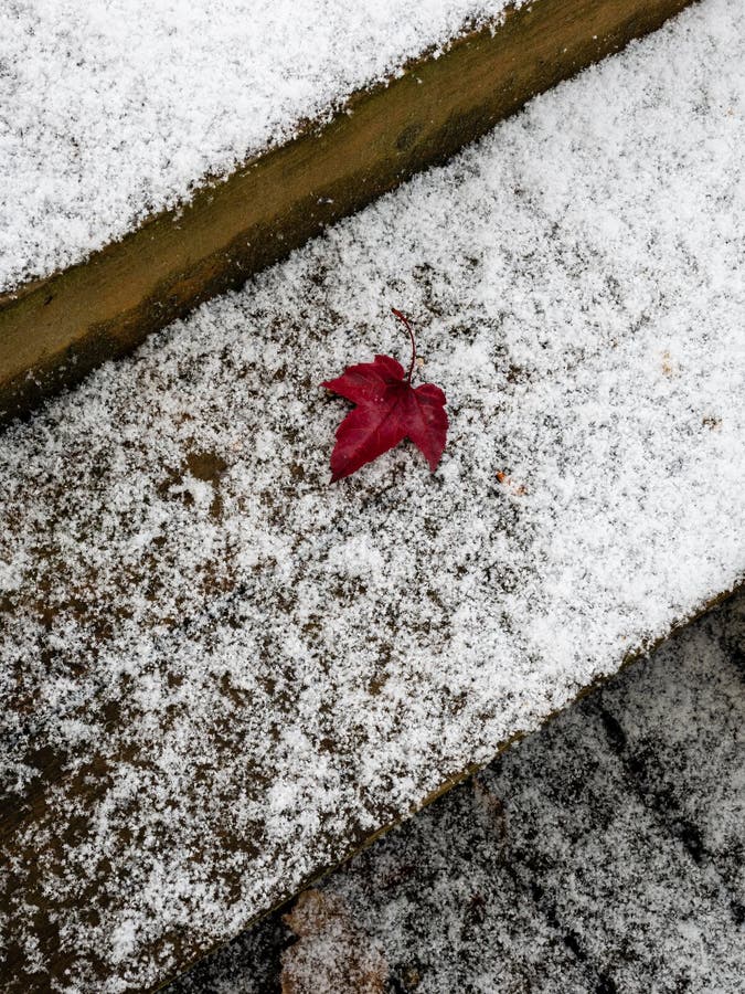 Snow covered wooden deck in winter with red maple leaf