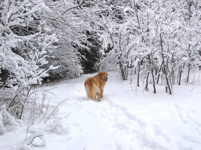 Snow dog