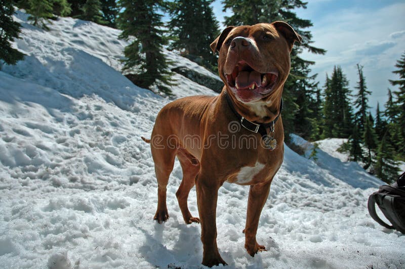 Snow Dog