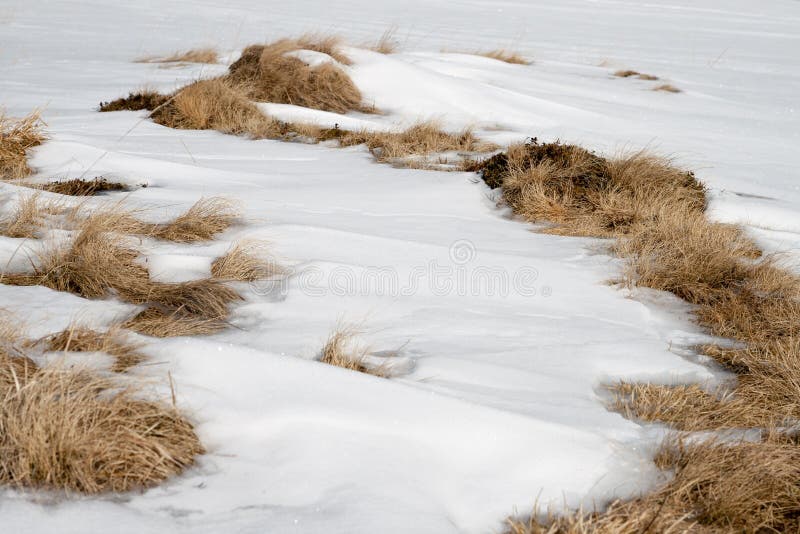 Snow and dried grass stock image. Image of frost, light 51526001