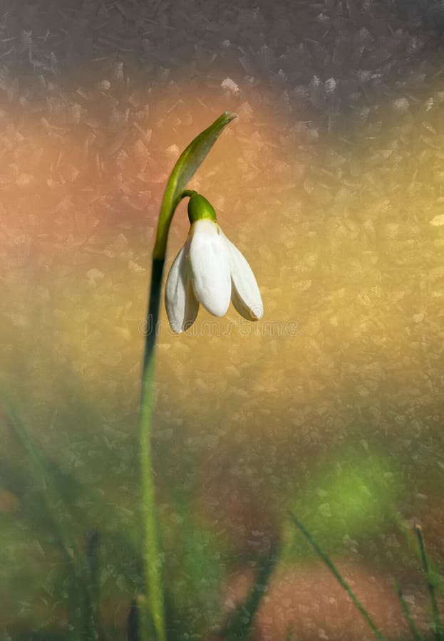 Snow drop on colorful background