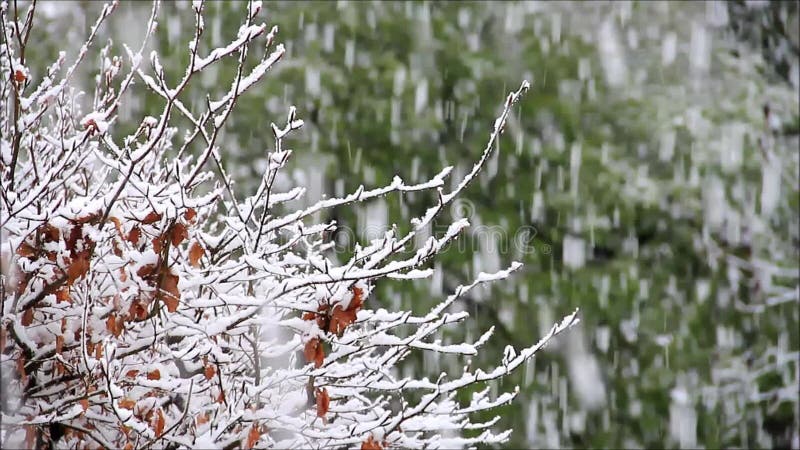 Snow falling on branches