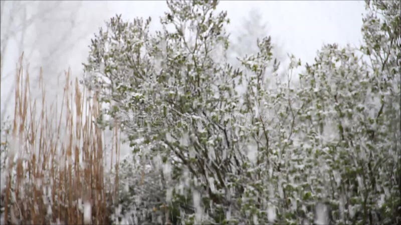 Snow falling on branches