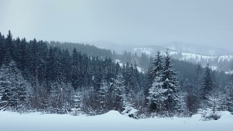 Snow Falling in Forest