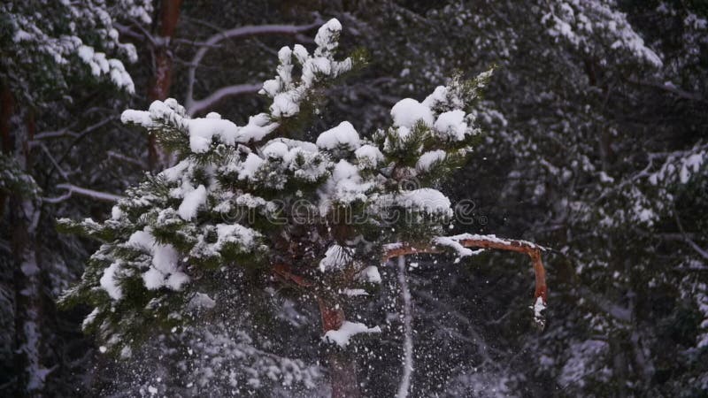 Snow Falling from the Snow-Covered Christmas Tree Branches in Winter Day. Slow Motion