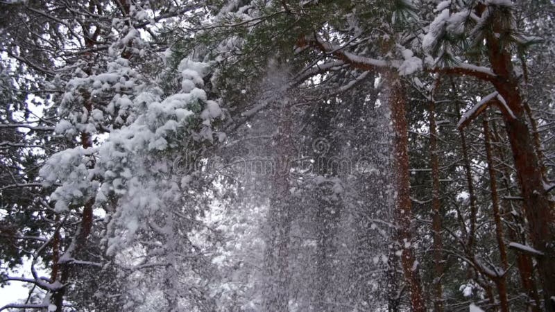 Snow Falling from the Snow-Covered Christmas Tree Branches in Winter Day. Slow Motion