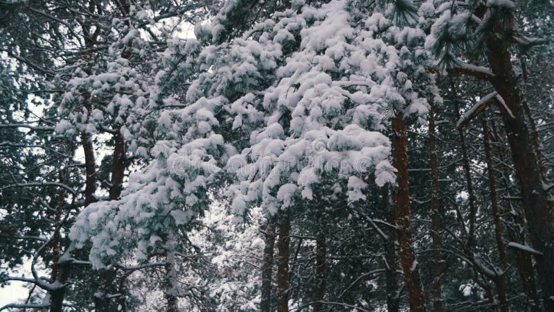 Snow Falling from the Snow-Covered Christmas Tree Branches in Winter Day. Slow Motion