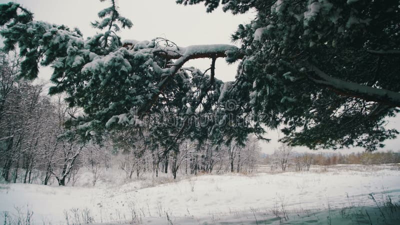 Snow Falling from the Snow-Covered Christmas Tree Branches in Winter Day. Slow Motion