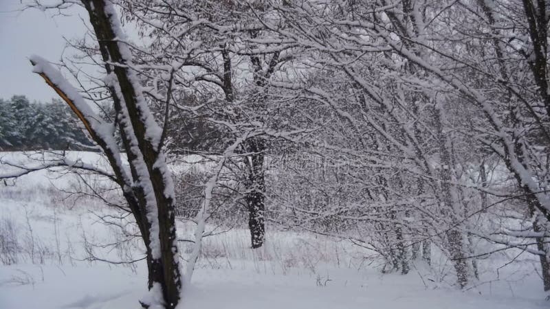 Snow Falling from the Snow-Covered Tree Branches in Winter Day. Slow Motion